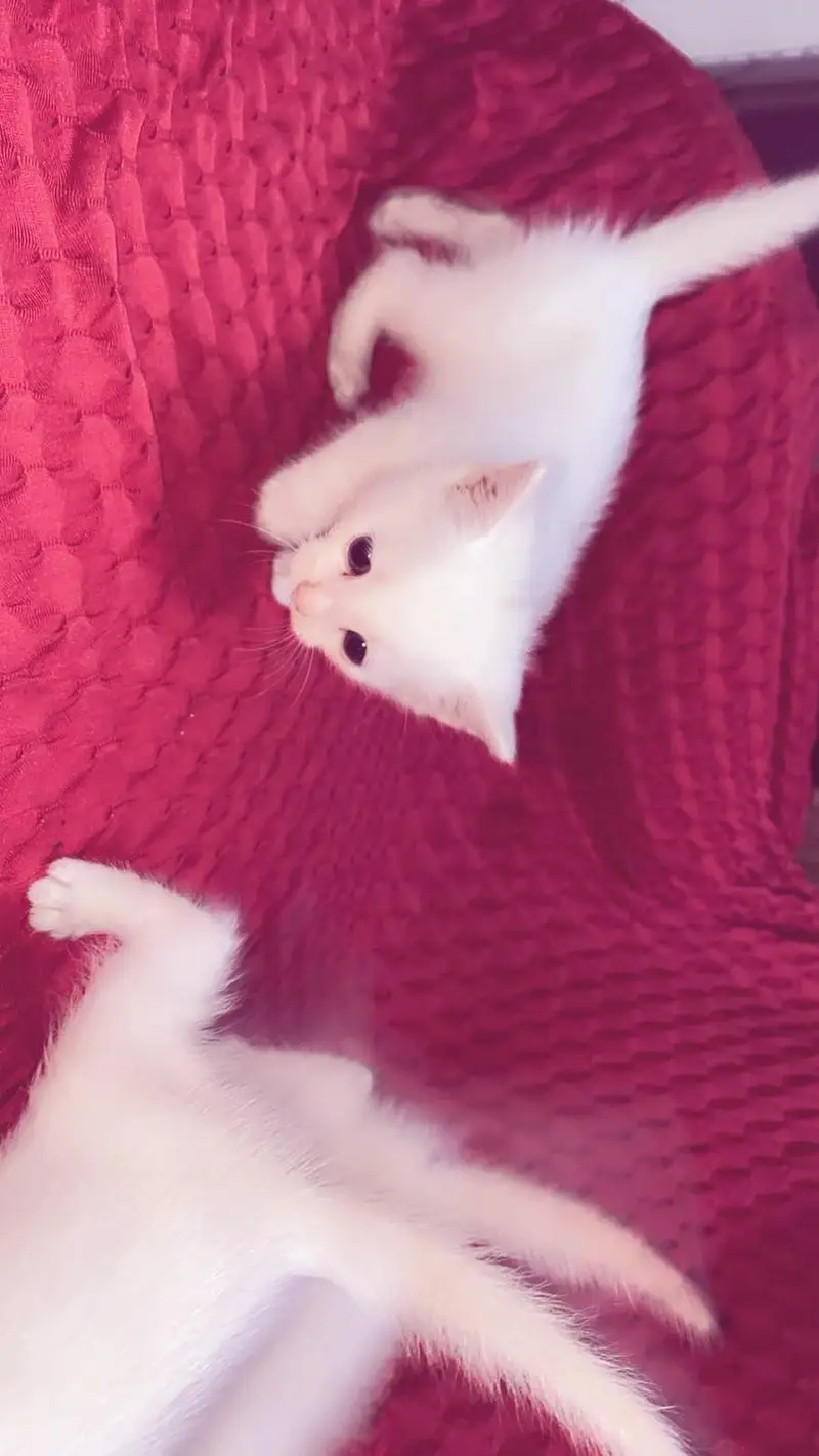 active  3 Persian kittens for sale — photo 3