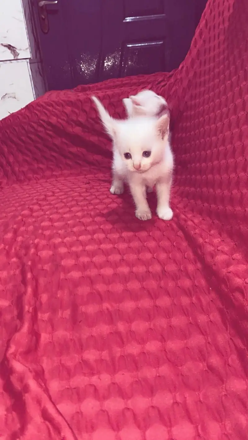 active  3 Persian kittens for sale — photo 6