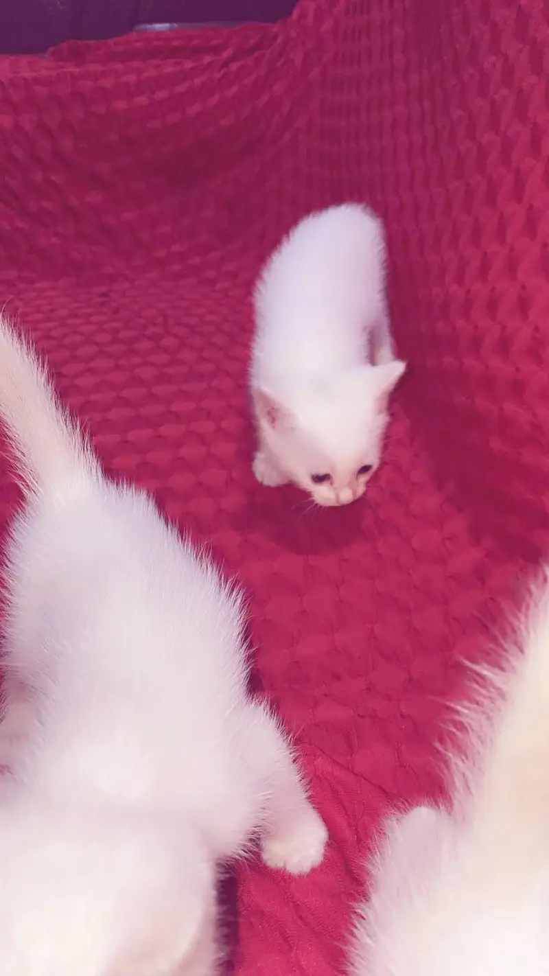 active  3 Persian kittens for sale — photo 8