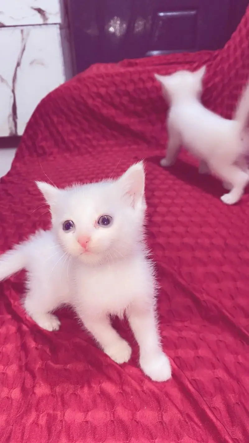 active  3 Persian kittens for sale — photo 9