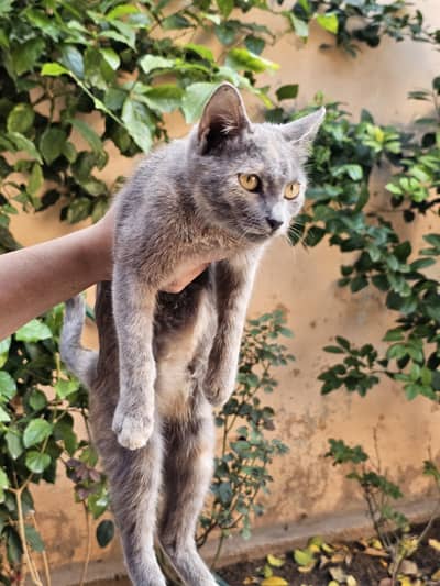 cat for sale yellow eyes cute baby nature wise good