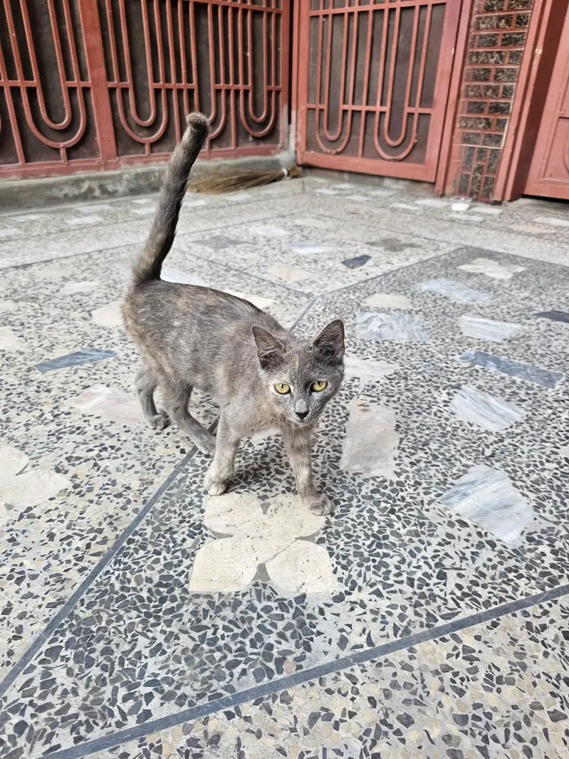 cat for sale yellow eyes cute baby nature wise good — photo 2