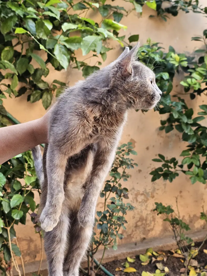 cat for sale yellow eyes cute baby nature wise good — photo 3