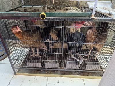 aseel murgh 2, aseel murgi 3, age one year