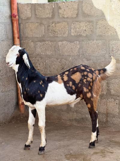 Teddy bakra urgent sale