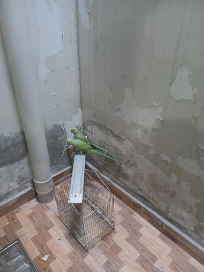 parrots for sale