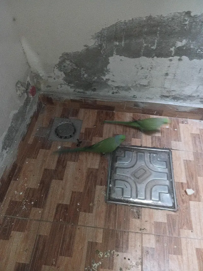parrots for sale — photo 2
