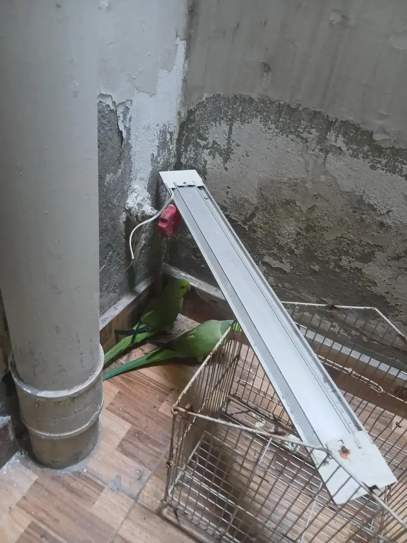 parrots for sale — photo 3