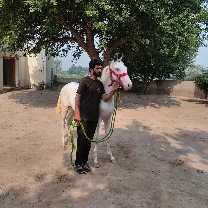 Brand wacheri available at kharal stud farm