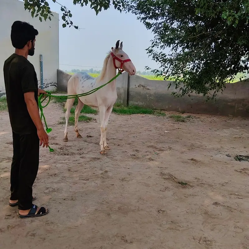 Brand wacheri available at kharal stud farm — photo 2