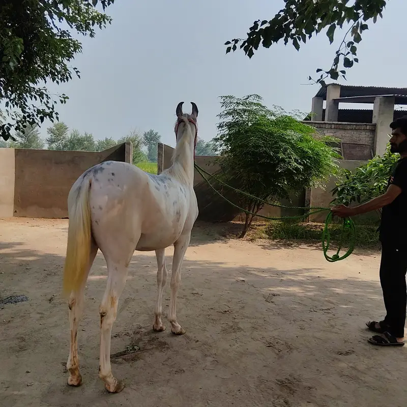 Brand wacheri available at kharal stud farm — photo 3