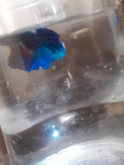 healthy and active betta fish