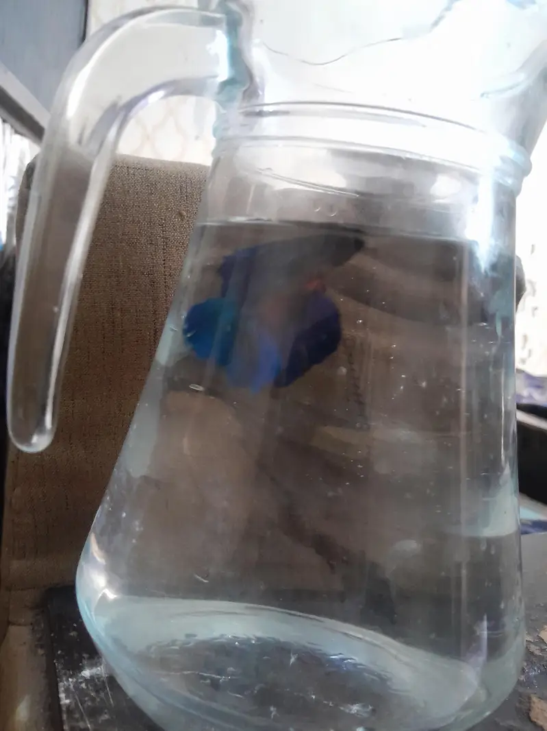 healthy and active betta fish — photo 2