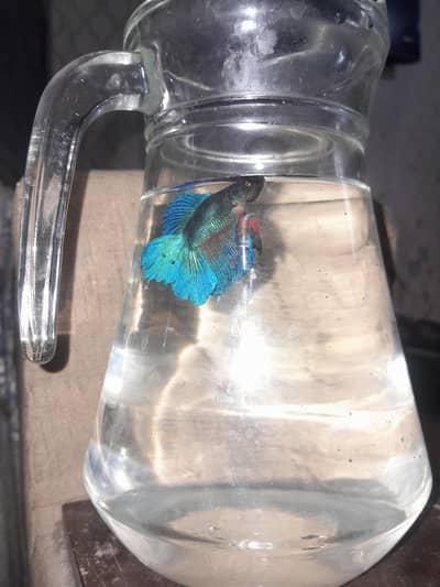 healthy and active betta fish