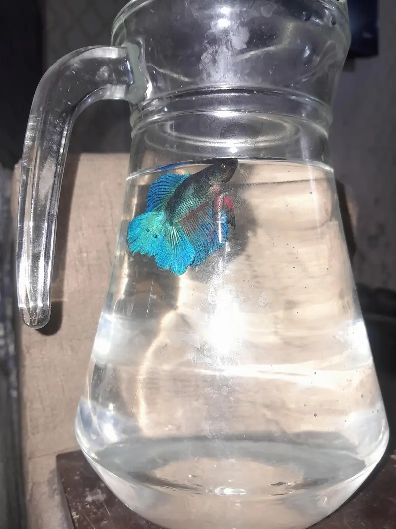 healthy and active betta fish — photo 3