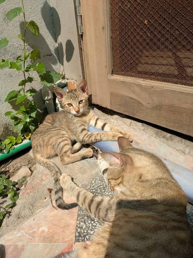 Tamed cat