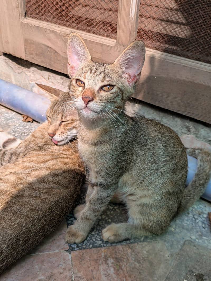 Tamed cat 1