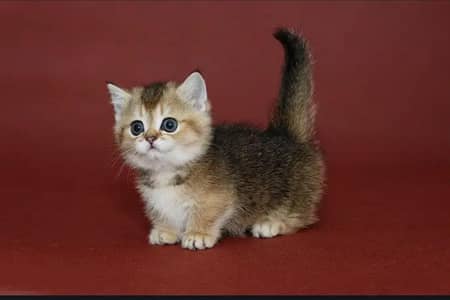 IMPORTER MUNCKHIN KITTENS AVAILABLE FOR SALE