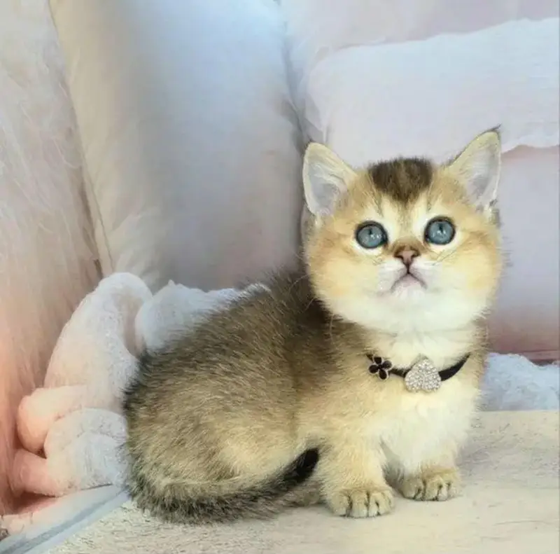 IMPORTER MUNCKHIN KITTENS AVAILABLE FOR SALE — photo 2