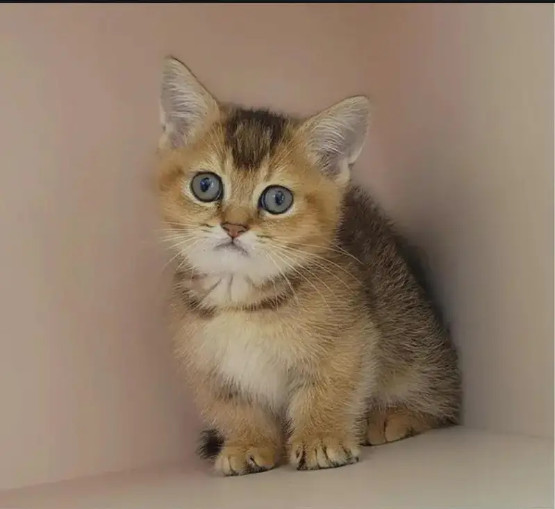 IMPORTER MUNCKHIN KITTENS AVAILABLE FOR SALE — photo 3