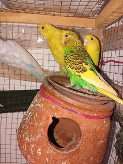 total 6 h 4 female or 2 male
