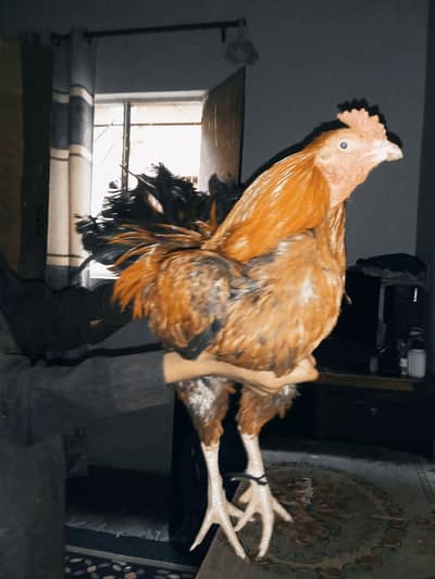 cock for sale