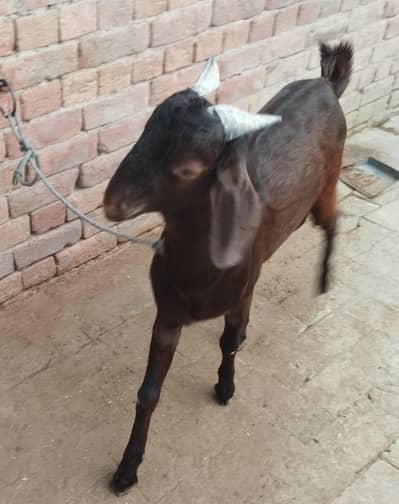 Brown Bakra 03007346005