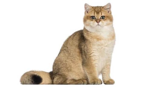 ADULT FEMALE CAt FOR BREEDING PER POSE AVAILABLE