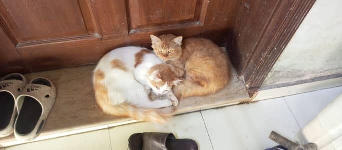 Persian cat pair