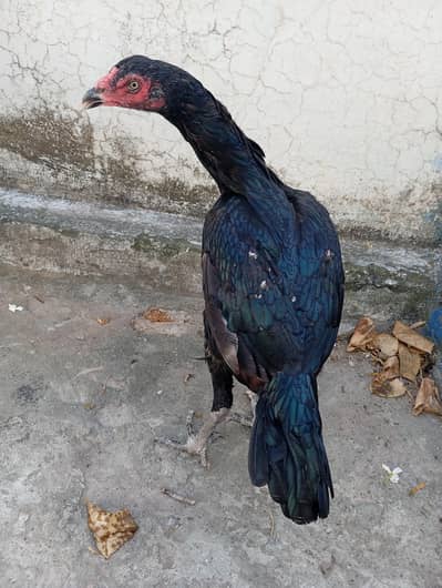i top quality mushki Madi for sale