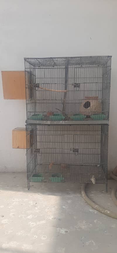 Parrot Cage