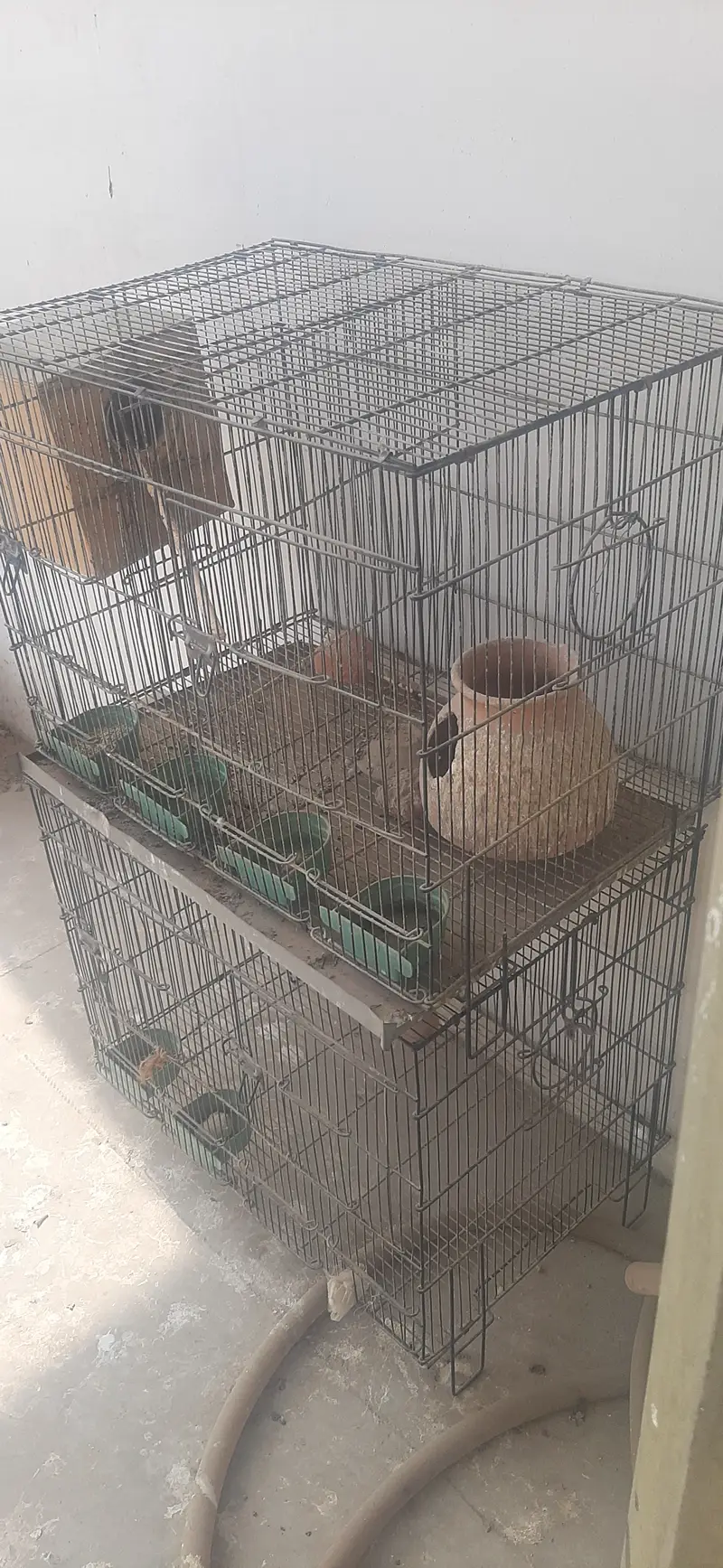 Parrot Cage — photo 3