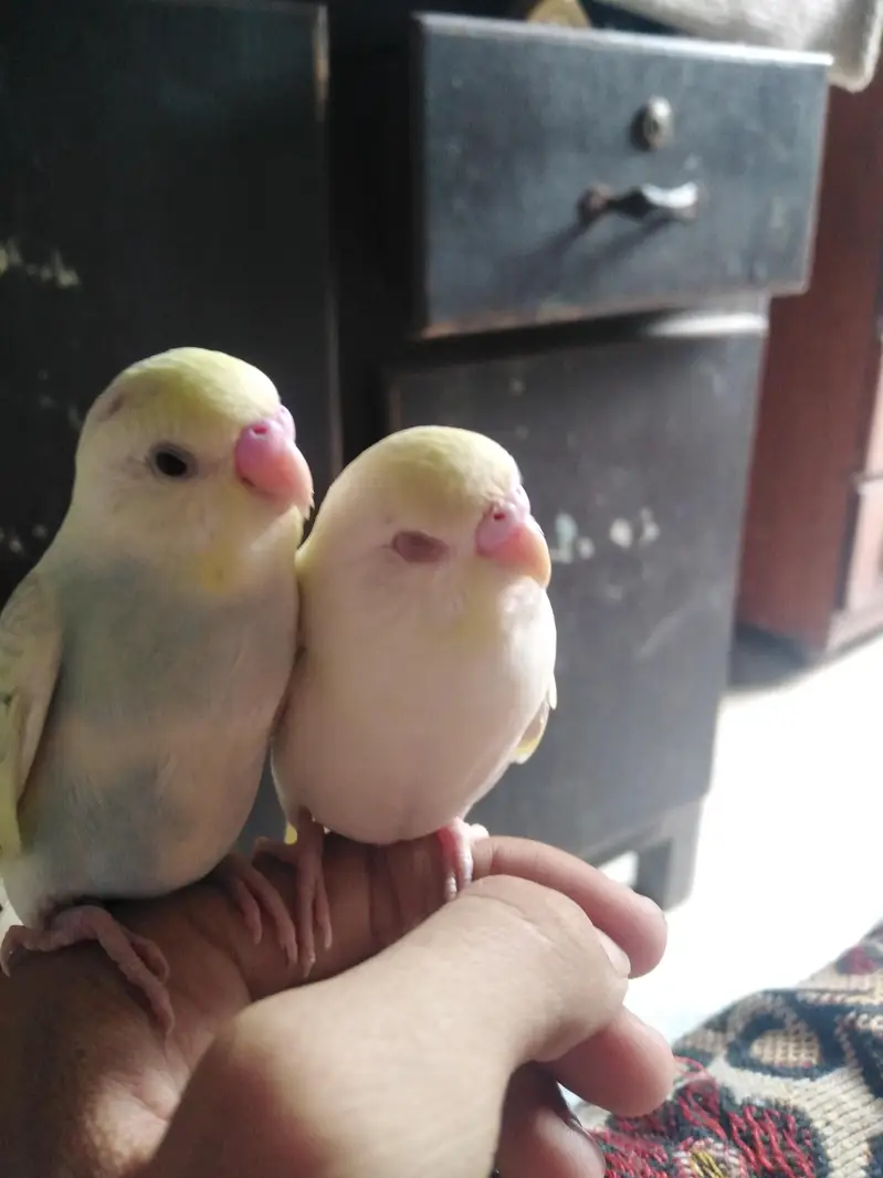 Hand tame budgie pair — photo 5