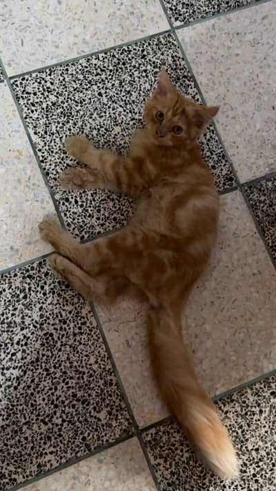 Male Cat for sell 4 months baby
