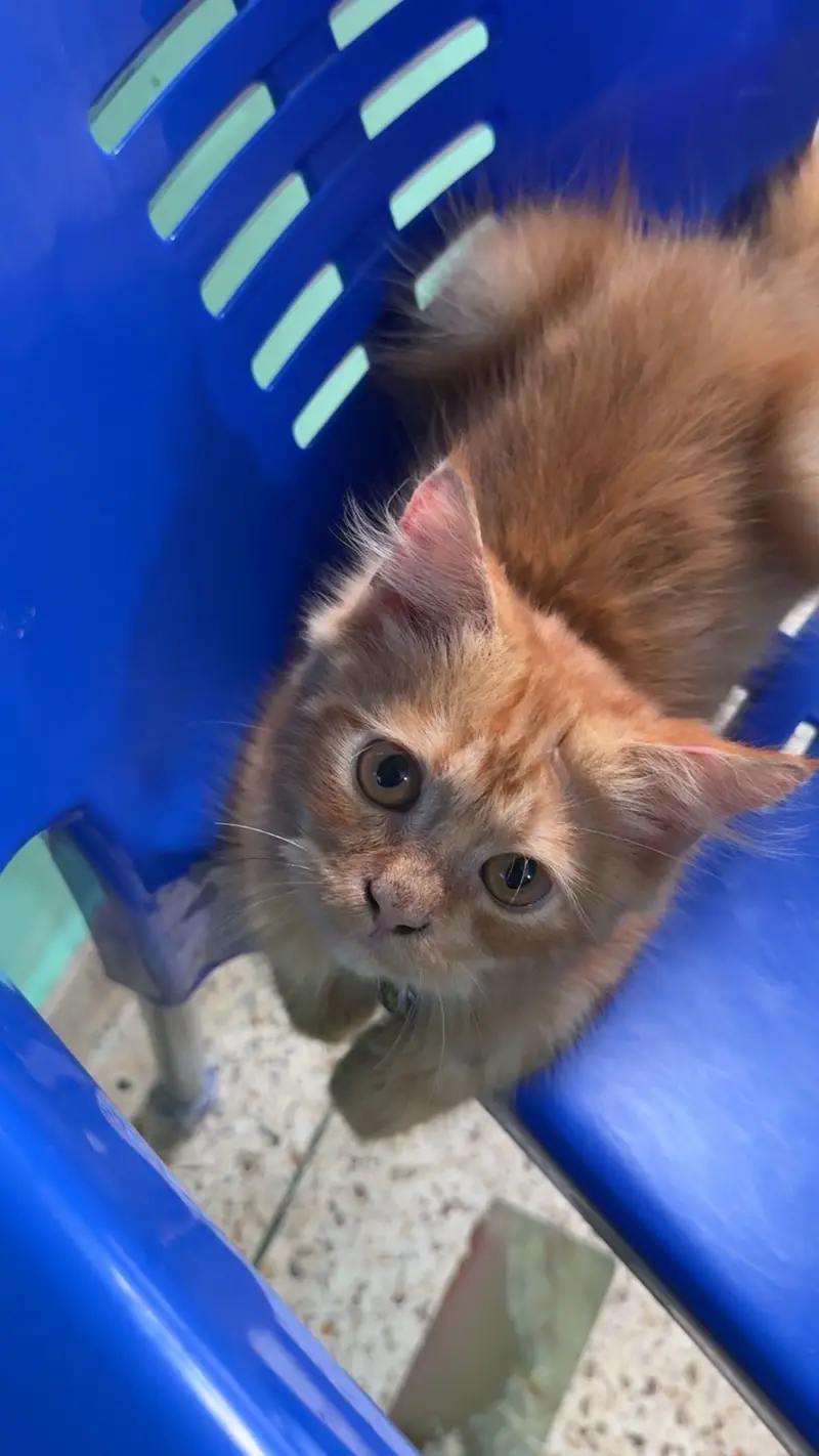 Male Cat for sell 4 months baby — photo 2