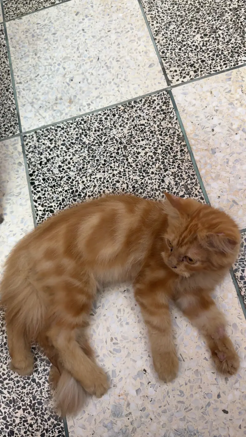 Male Cat for sell 4 months baby — photo 3
