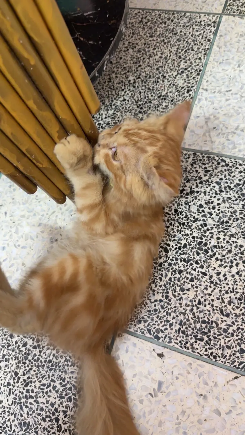 Male Cat for sell 4 months baby — photo 4