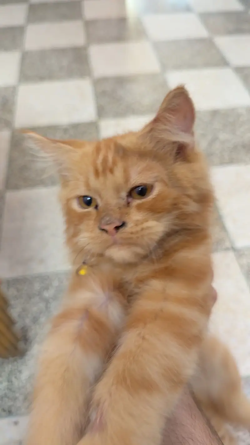 Male Cat for sell 4 months baby — photo 5