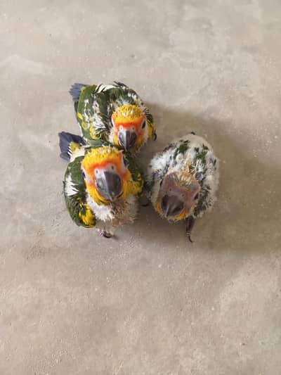 Sun Conure Ckicks