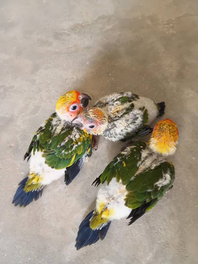 Sun Conure Ckicks 1