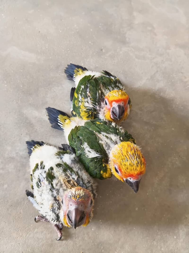 Sun Conure Ckicks 2