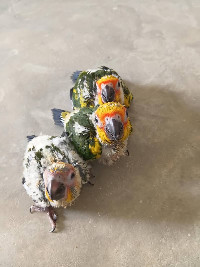Sun Conure Ckicks 3
