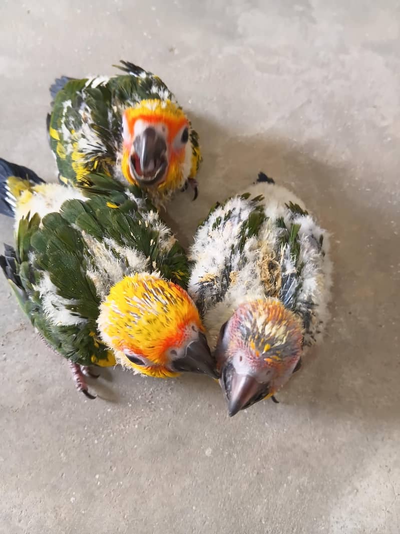 Sun Conure Ckicks 4