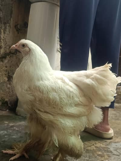 white buff pure breed Eagle face