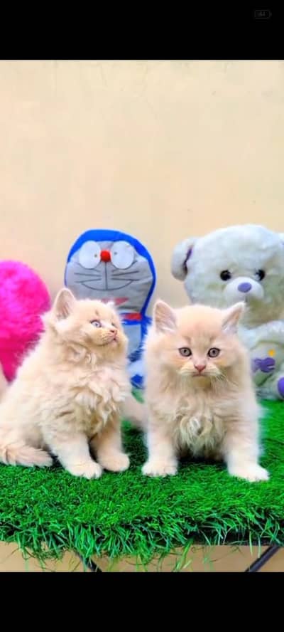 Persian kittens | triple coat | fluffy | 0327//64100//26