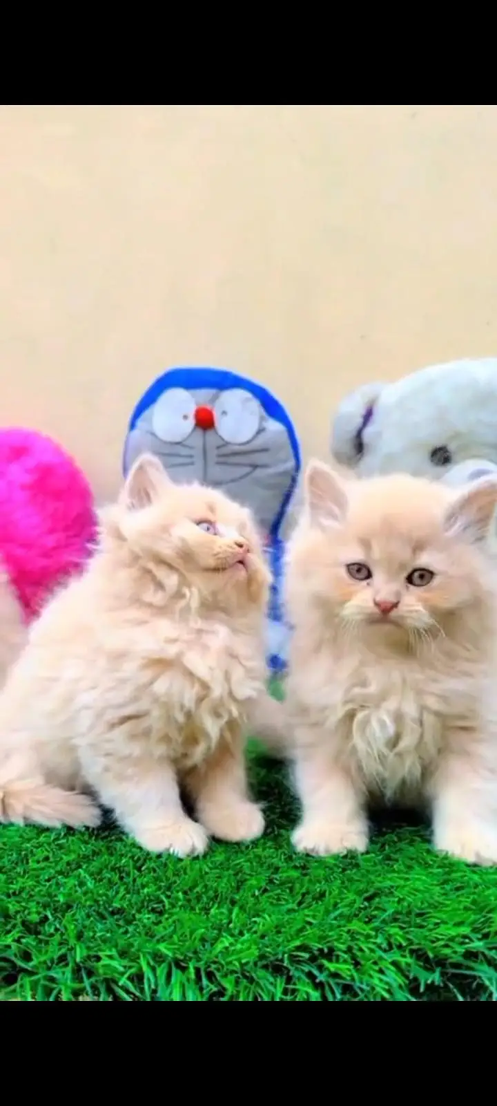 Persian kittens | triple coat | fluffy | 0327//64100//26 — photo 2