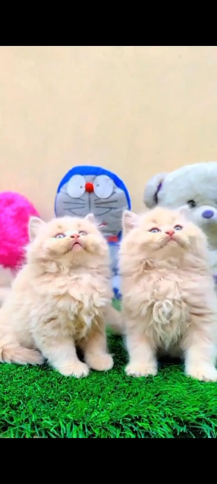 Persian kittens | triple coat | fluffy | 0327//64100//26 — photo 3