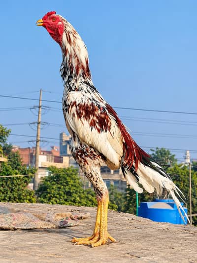 Tall or Active shamo cross male for sale