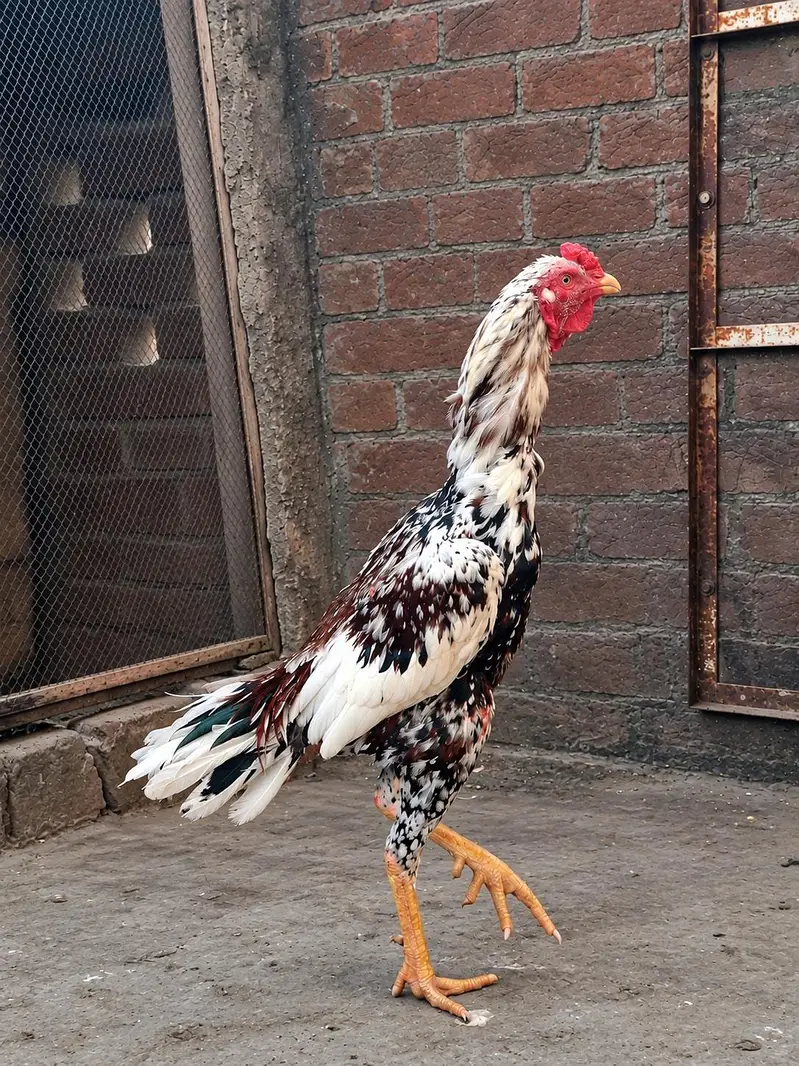 Tall or Active shamo cross male for sale — photo 3