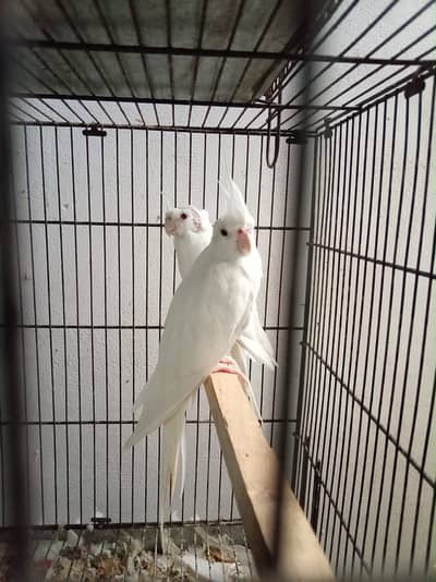 Albino Red Eyes Pair